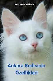 ankara kedisi ozellikleri ve bakimi kedi ankara hayat