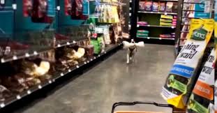 The boston terrier may be a small dog breed but they definitely love to get a lot of exercise. Little Dog Runs Off With Giant Bone In Pet Store Makes Quick Getaway
