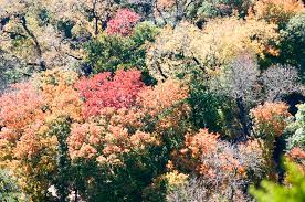Gugur kerana sudah masak (buahbuahan), gugur kerana sampai masanya (daun, bulu, dll); Luruh Definisi Luruh Dalam Kamus Melayu