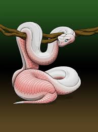 Snake Pregnancy & Birth 01 by e
