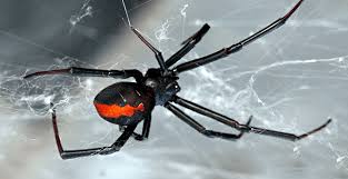 Where do black widow spiders live in our homes? What To Do If You See A Black Widow Spider Schendel Blog