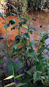 Image result for Struchium