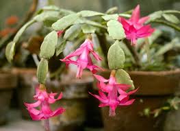 Get basic facts and tips on how to care for christmas cactus. Holiday Cacti Provide Color During The Holiday Season Goldsboro Daily News