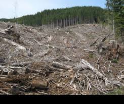 Alertă Națională Verdeața Romaniei Va Dispărea Pădurile țării Sunt In Pericol Reacția Autorităților Este Halucinantă Evenimentul Zilei