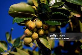 Image result for Sapotaceae