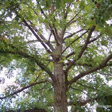Image result for Quercus macrocarpa
