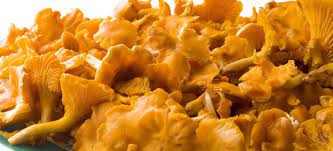 We did not find results for: Finferli Caratteristiche Pulizia Conservazione E Ricette Cucinarefunghi Com