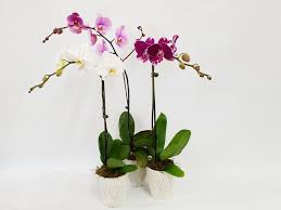 This is three background pictures of green plant pattern ppt. Elegant Orchid Touchwood Flowers Port Macquarie