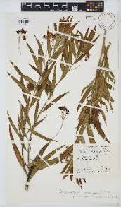 Image result for Gomphocarpus semilunatus