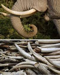 How much does an elephant weigh. Elephant Interesting Facts International Elephant Foundation