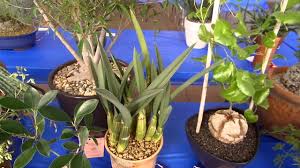 Apparently, there is a show each month in the southern california area as shown in the link above. San Diego Cactus Succulent Society Winter Show 2 14 15 3 3 Youtube