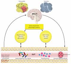 An Approach To The Care Of Patients With Irritable Bowel Syndrome Cmaj