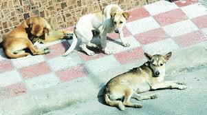 What should you do if your dog bites a fellow human? Shortage Of Anti Rabies Serum In Adjoining Cities Cities News The Indian Express