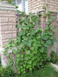 Morningglory Morning Glory Wikipedia Morning Glory Vine Garden Vines Shade Garden Plants