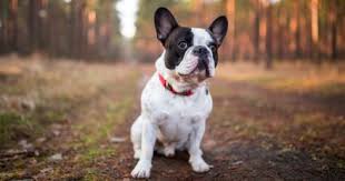 Le meilleur du pire sur le bon coin. Le Bon Coin Elle Poste Une Annonce Tres Amusante Pour Une Saillie De Chien Bouledogue Francais Bouledogue Bouledogue Francais Blanc