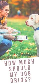 Then your creating anixety around your puppy & he will absorb all that energy. How Much Water Should A Dog Drink A Daily Water Guide