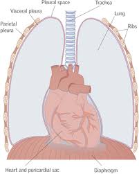 Pleural effusion symptoms include shortness of breath or trouble breathing, chest pain, cough, fever, or chills. Assessment And Management Of Patients With Pleural Effusions