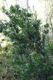 Image result for Myrica salicifolia