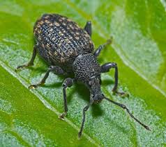 We did not find results for: 12 Natural Ways To Get Rid Of Black Vine Weevil In Garden Dre Campbell Farm