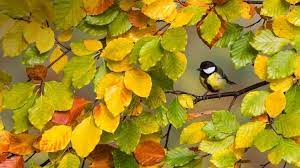 Bing Wallpapers Sonu Rai Birches Wallpaper Wallpaper Pc Autumn Trees