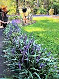 What is black mondo grass? Monkey Grass Uses How To Use Monkey Grass Groundcover For Lawns