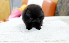 Cute Black And Brown Pomeranian High Quality Teacup Black Pomeranian Puppy Pomeranian Puppy Teacup Pomeranian Puppy Black Pomeranian Puppies