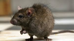 Rats pest control near me serving fairfield county, ct. New Pest Control Rules Blamed For Increase In Rats
