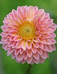 File Dahlia X Hybrida Jpg Wikipedia The Free Encyclopedia Beautiful Flowers Types Of Flowers Dahlia Flower