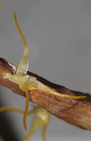 Image result for Ancistrorhynchus clandestinus