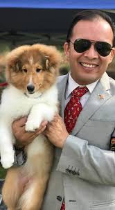 Pastor de Shetland Sheltie