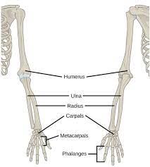 Me Doc I Broke My Arm In 3 Places Doctor Well Don T Go To Those Places Human Bones Anatomy Arm Bones Upper Arm Bone