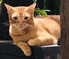 Have You Seen Brownie A Missing Ginger Cat Lost At Loyang Valley Cats Ginger Cats Cat Colors