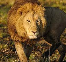 Lion | Felidae Conservation Fund