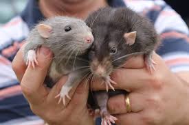 Rabbits Rodents And Other Small Mammals Don T Want To Be Your Class Pets Peta