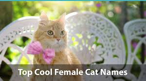 Male and female cat names. Top 200 Cool Cat Names For Boy And Girl Kitties