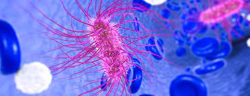 E. Coli | Patient Education | Ucsf Health