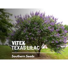 Image result for Vitex sp. A