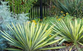 Buy Color Guard Yucca Online From Wilson Bros Gardens Yucca Plant Yucca Garden Online