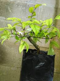 Ciri ciri pohon anting putri (wrightia religiosa) di alam liar. 9 Cara Ampuh Membuat Bonsai Anting Putri Berbunga Putih Halus