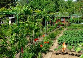 Wer keinen eigenen garten besitzt, kann sich einfach einen mieten. Einen Kleingarten Pachten So Geht S Frankfurter Beete