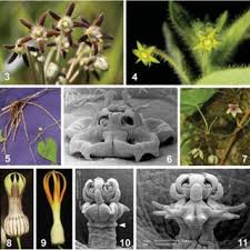 Image result for Orthanthera jasminiflora