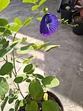 Image result for Clitoria kaessneri