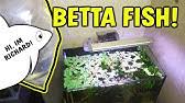 They will fight until the opponent gets injured or backs out. The Bettas4all Standard Incl Gallery Of Over 40 Siamese Fighting Fish Youtube