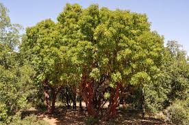 Synonyms arbutus unedo 'marina' arbutus 'marina'. How To Beat A Strawberry Tree Garden Variety
