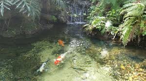 Pinecrest Gardens Miami Is A Beautiful Quiet Park Located Just Off Historic Old Cutler Road And Red Road In Pinecrest Gardens Pond Landscaping Koi Pond Design