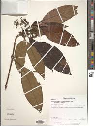 Image result for Sabicea venosa