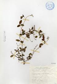 Image result for Desmodium scorpiurus
