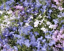 Image result for Lobelia wollastonii