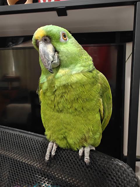 I love her so much : r/parrots