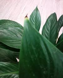 Tips of the leaves turn brown. Why Do The Leaf Tips Of My Spathiphyllum Look Burned Gardening Landscaping Stack Exchange